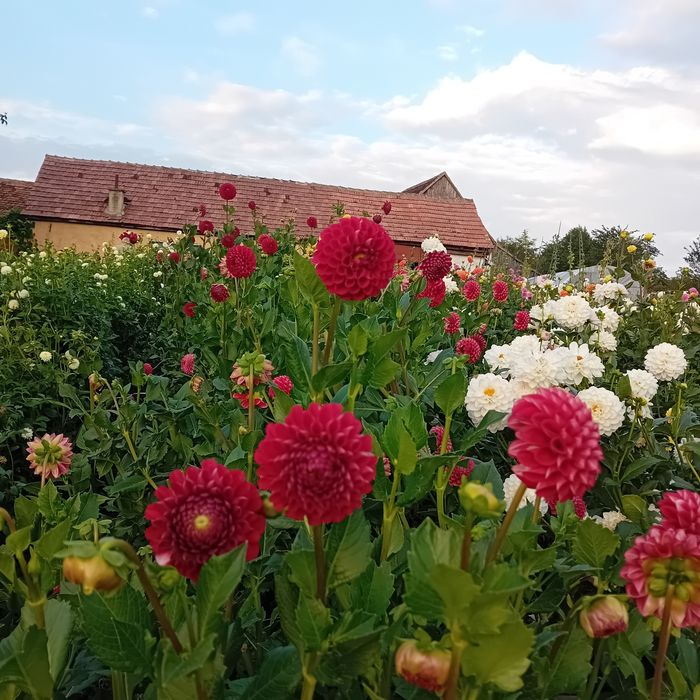 Bulbi de dalii culori garantate