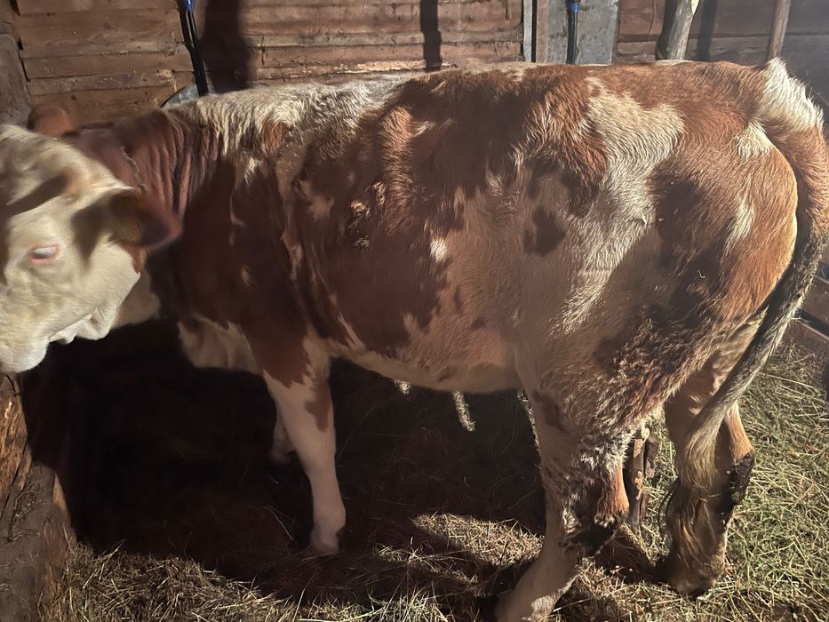 Junincă de vânzare