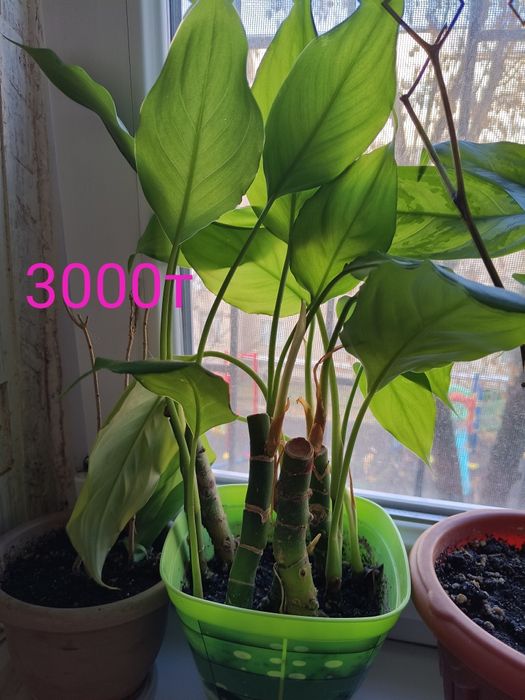 Продам не дорога Цветь в гаршке