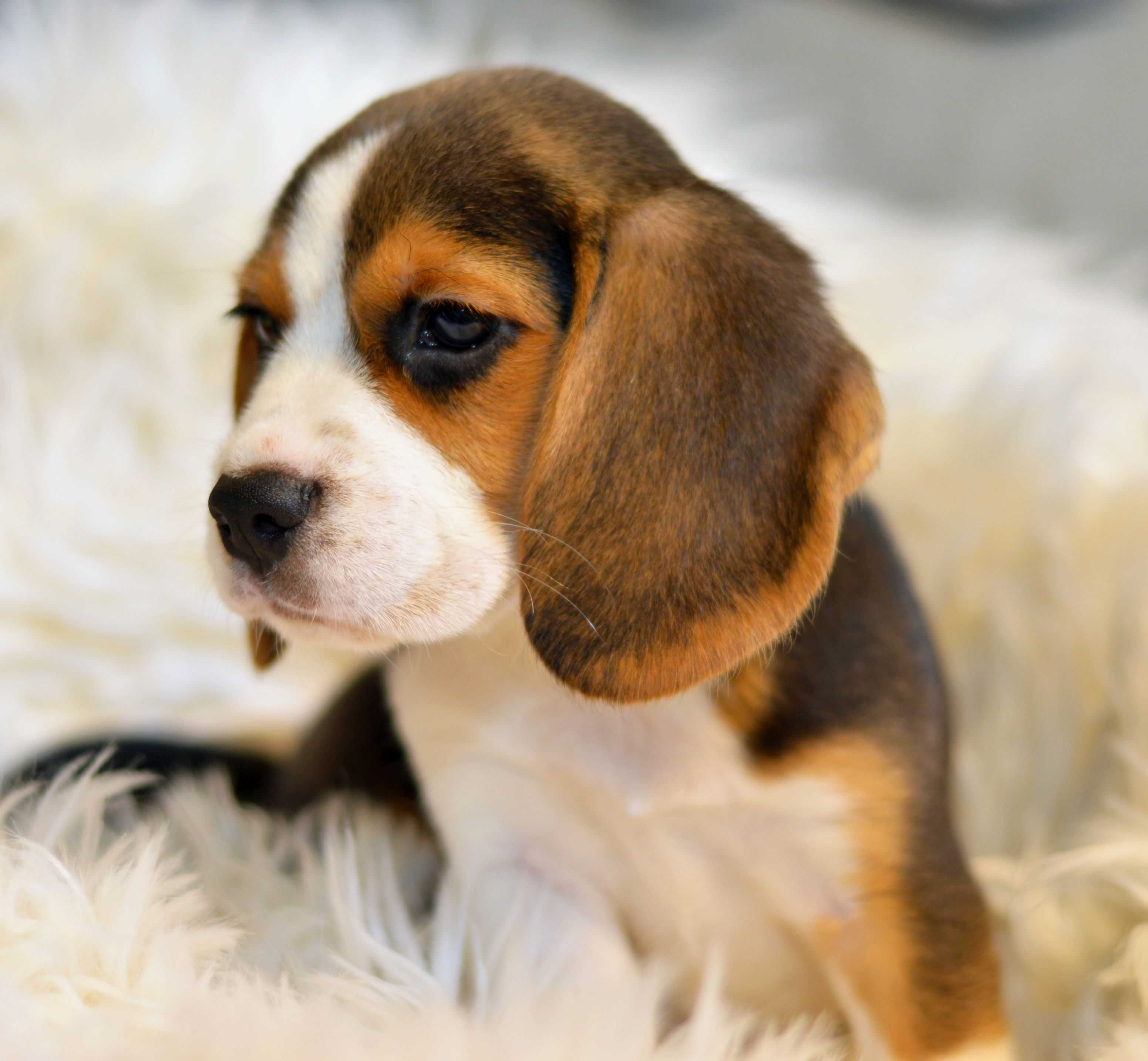 Pui Beagle tricolor din parinti cu pedigree