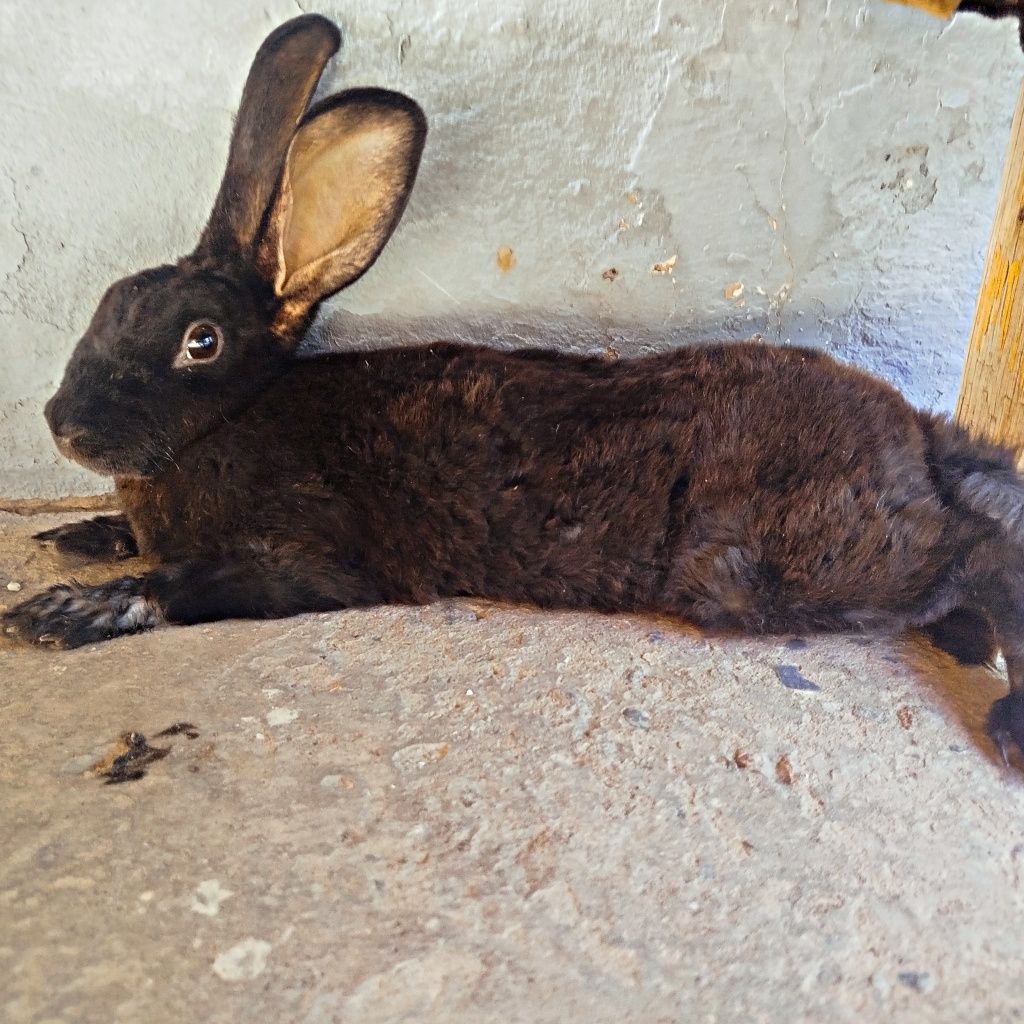 Quyonlar sotiladi rex zotli 5oylik 6ta bor