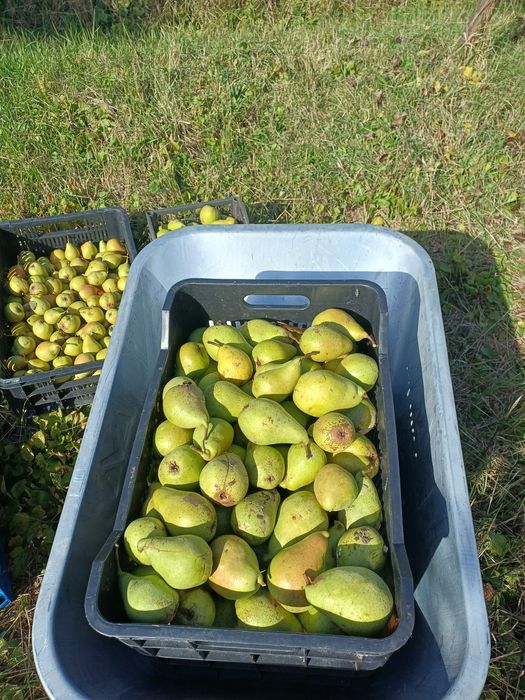 Vand pere bio ( nestropite)