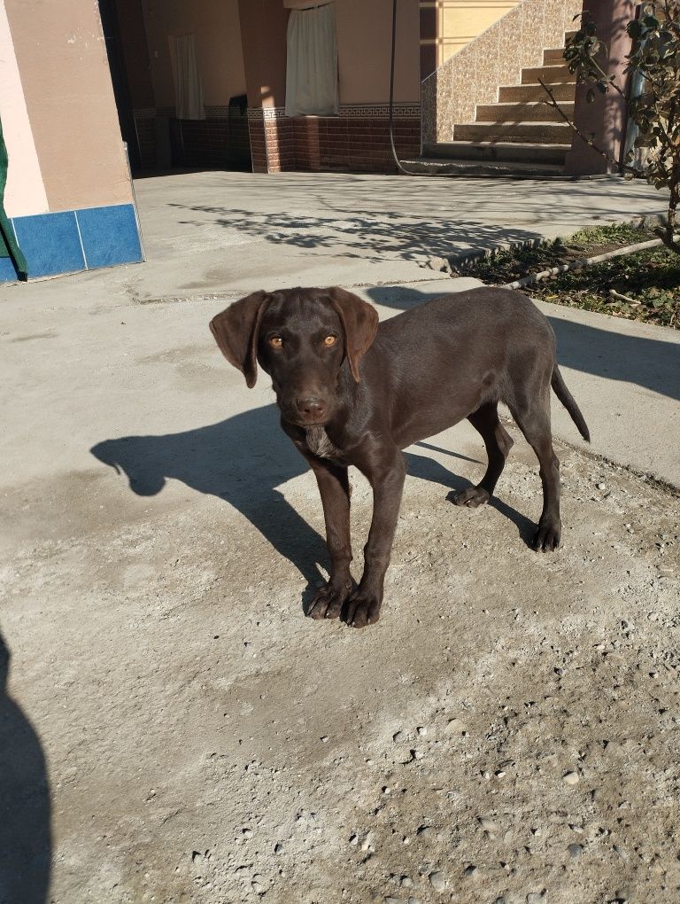 Ovchi kuchuk 5oylik