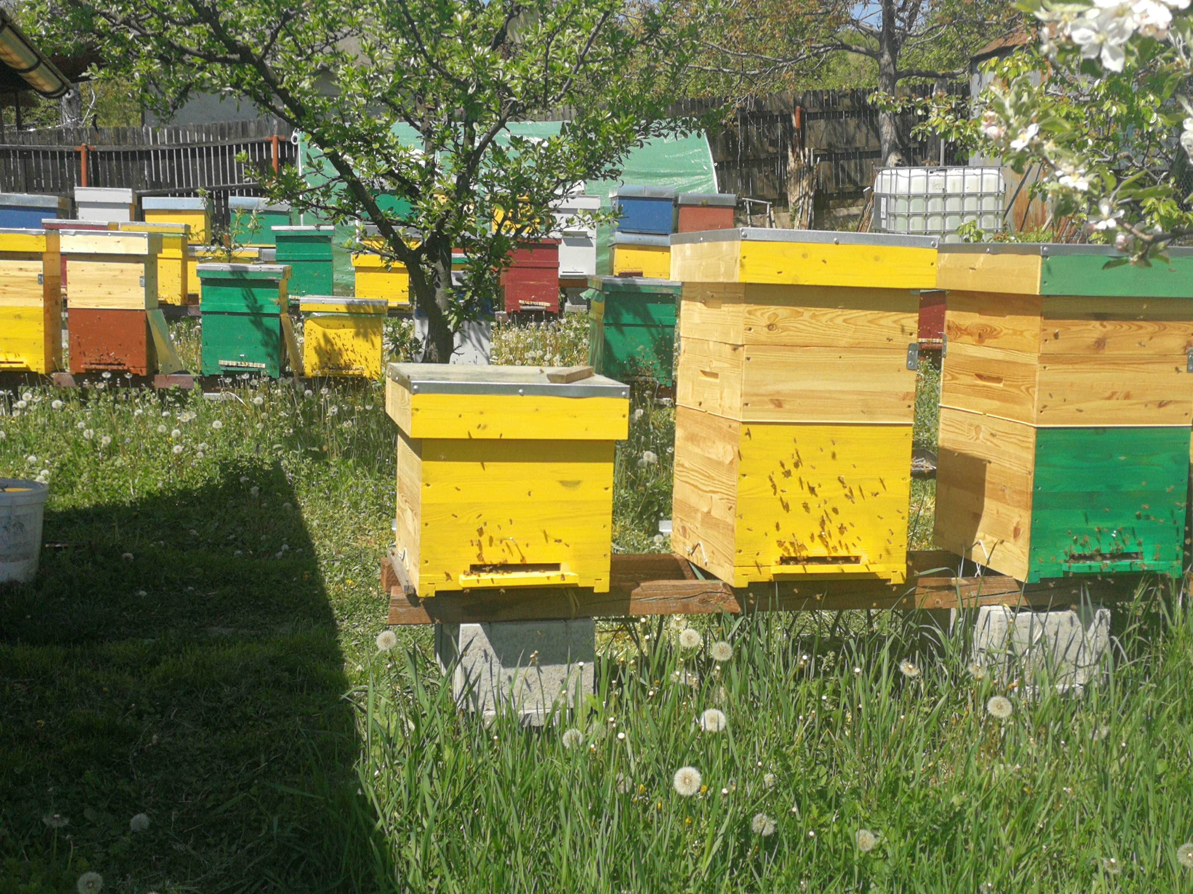 Vand roiuri de albine la PACHET- matci Buckfast