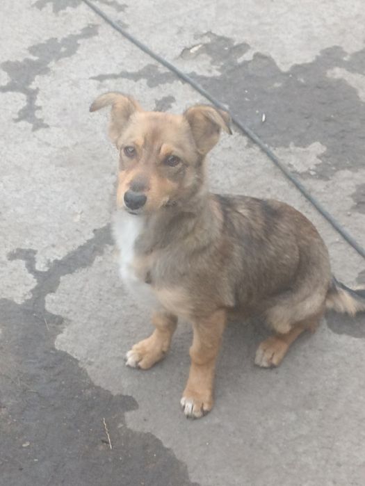 Отдам щенка суку шесть месяцев стерелизована