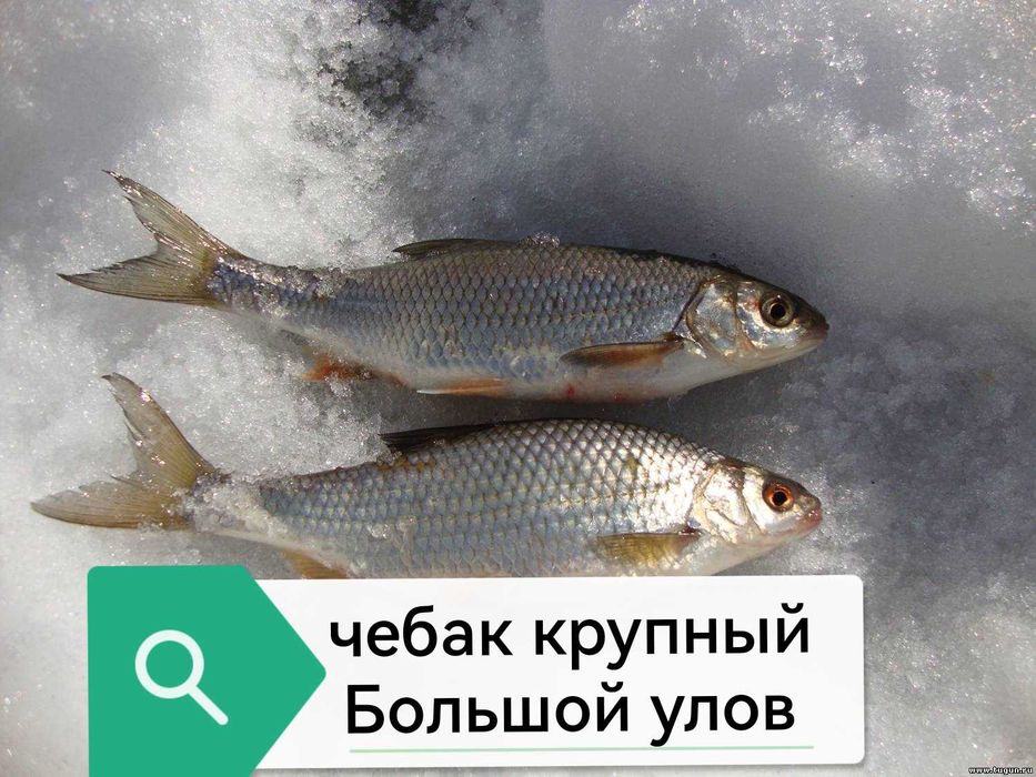 Чебак малёк для рыбалки