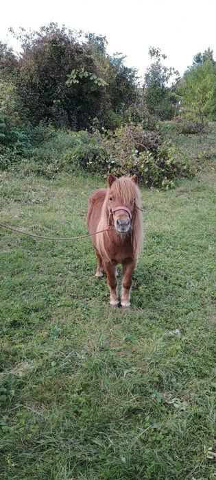 De vânzare iapă  frumoasă