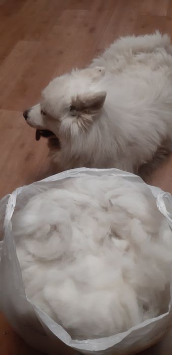 Продам 1 кг собачьей шерсти