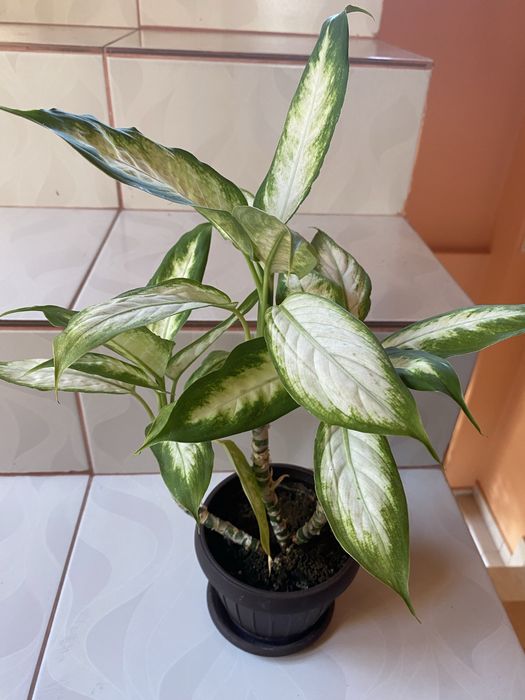 Sansevieria/Dieffenbachia/leandru