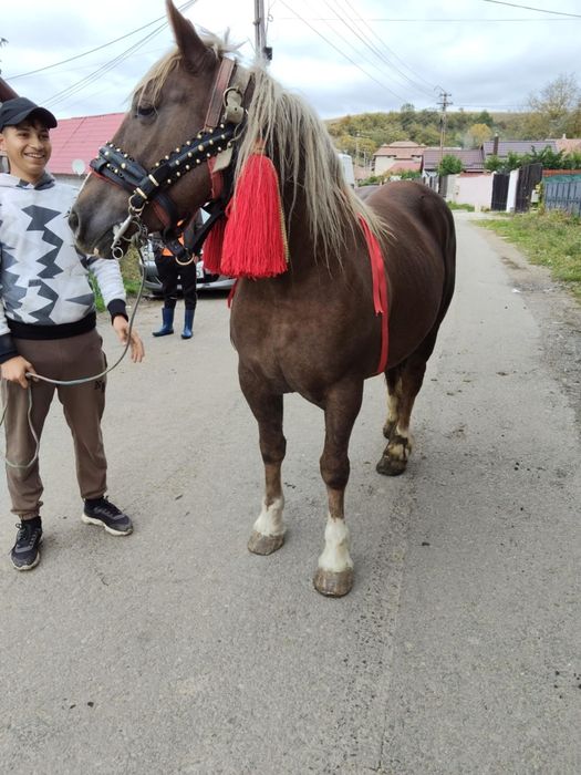 Vând sau schimb o manza de 3 ani