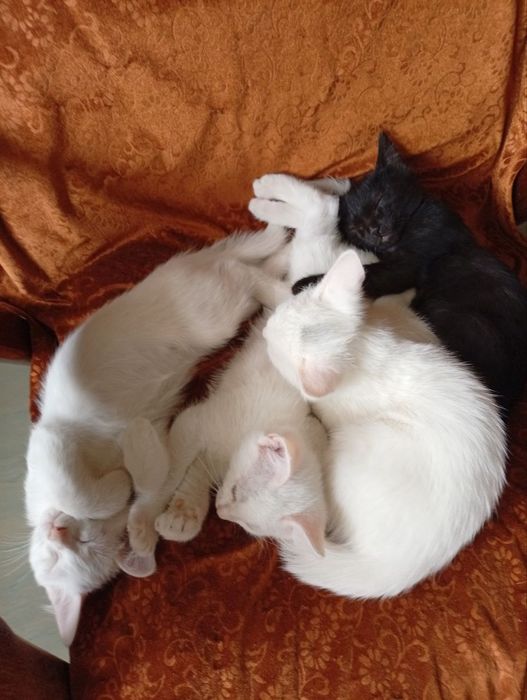 Котята в хорошие руки