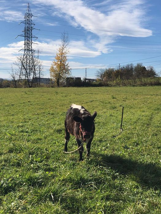 Vând vitica de 4 luni