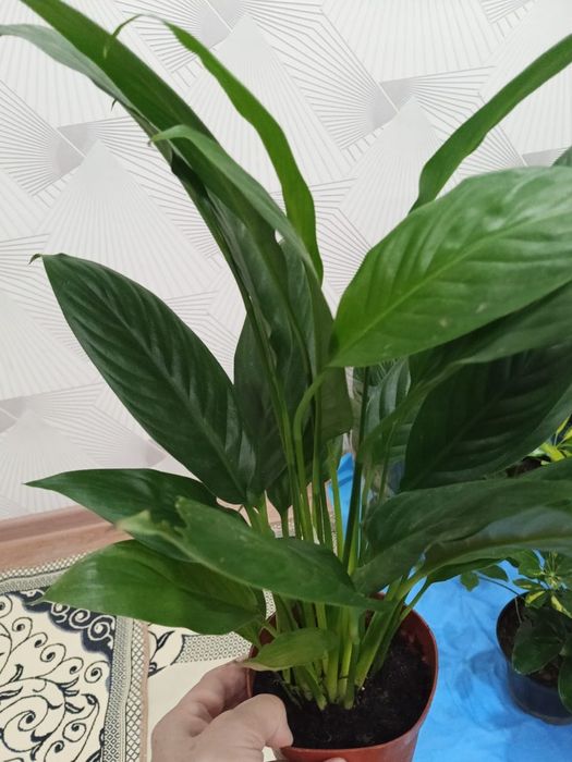 3/4 кавер почти новый