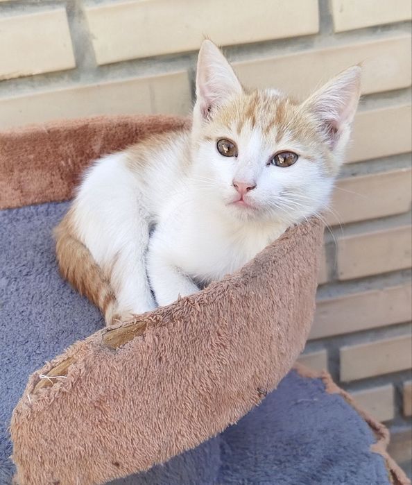 Отдам даром домашних котят