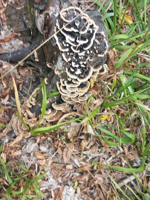 Ciuperca coada curcanului puternic imunostumulator natural