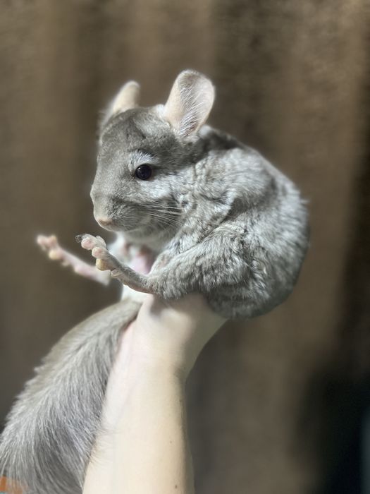 Продам самца шиншиллы