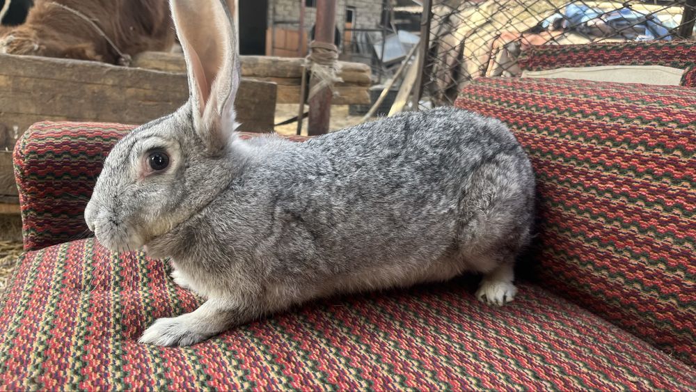 Продаются кролики полувеликаны Куйонлар сотилади