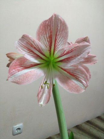 Цветок гиппаструм 3 летний