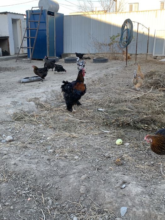 Домащние куры несушки Петух брама