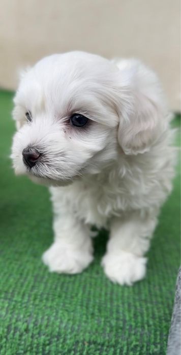 Bichon Maltez Mini Toy