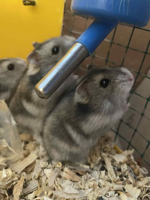 Donez animalute de companie