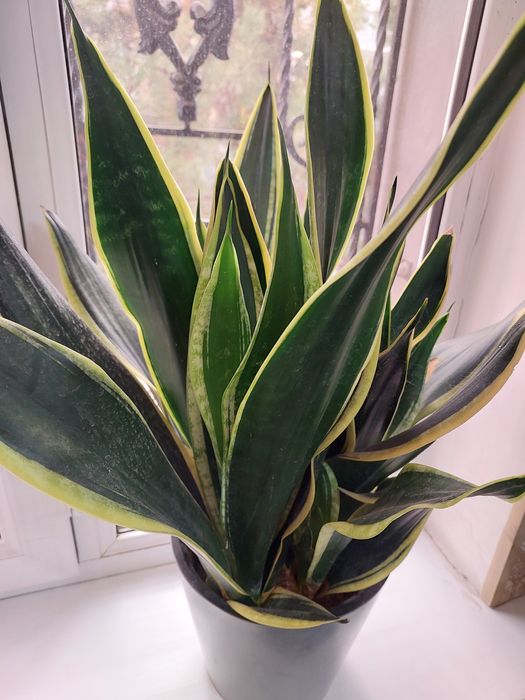 Сансевьерия голд