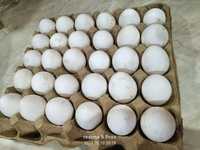 Яйца домашние белые