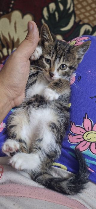 Котенок серый !!