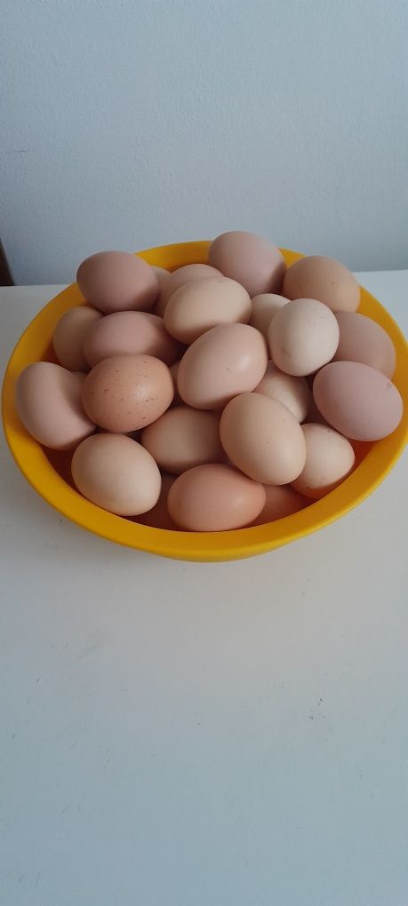 Vând oua de gaina