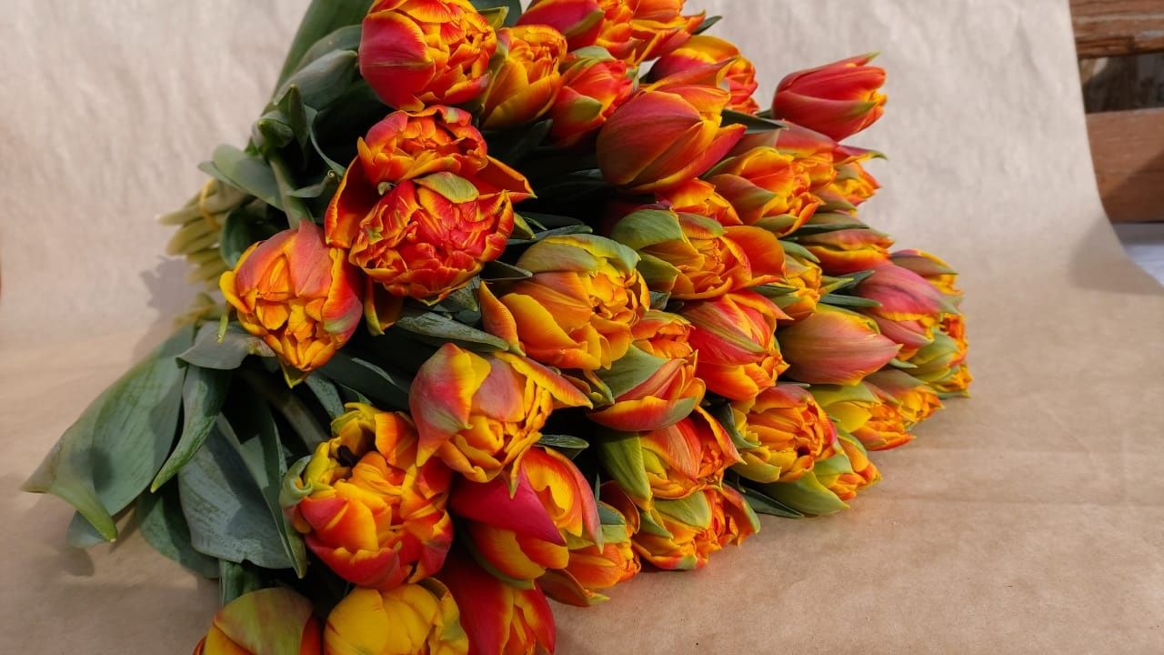 Тюльпаны Голландские пионовидные оптом!