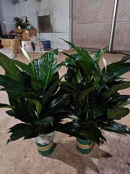 Xona gullari arzon narxlarda