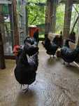 Gaini australorp