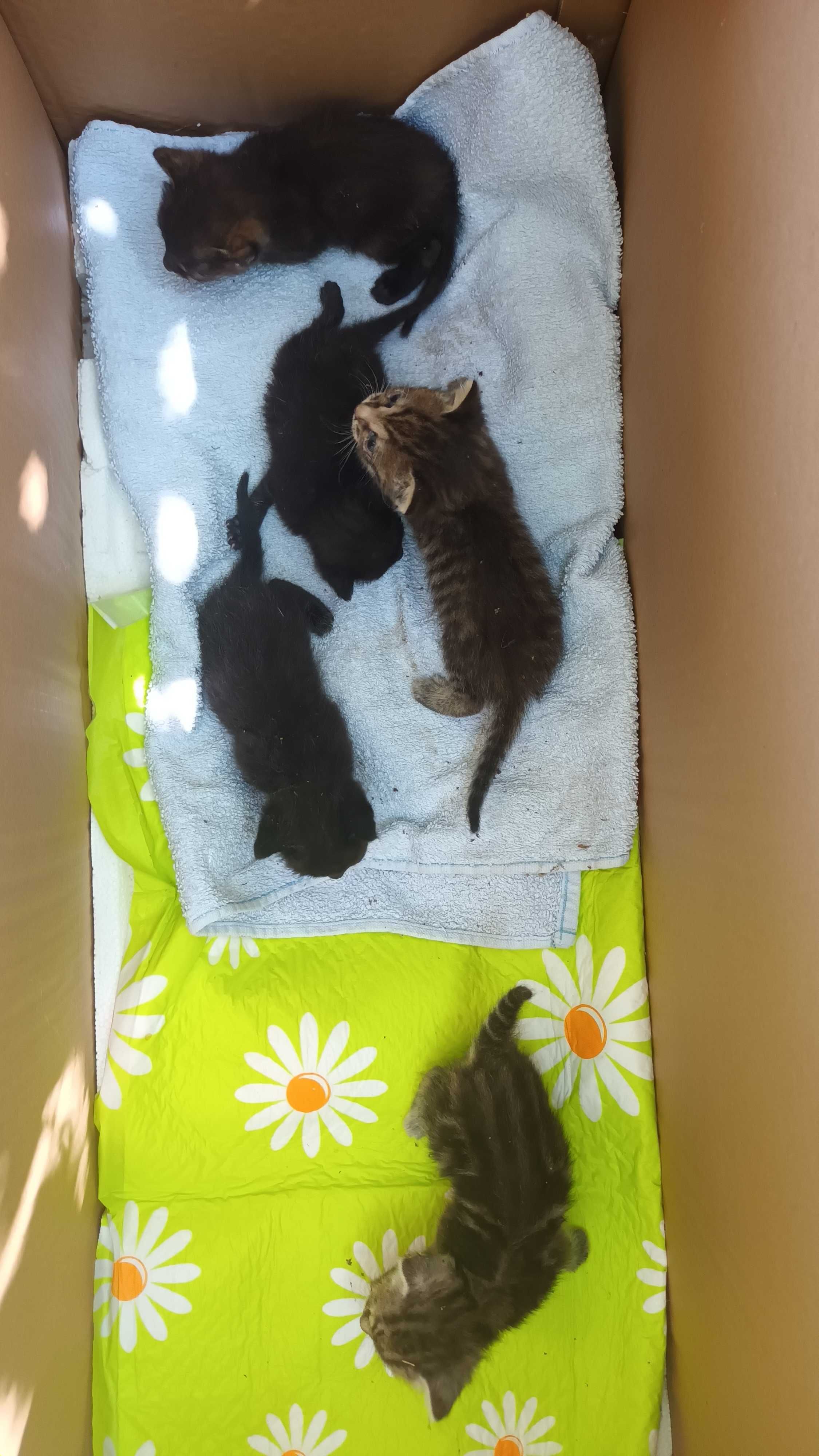 Котенца за подаряване