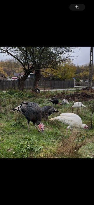 Curci si curcani romanesti/de tara