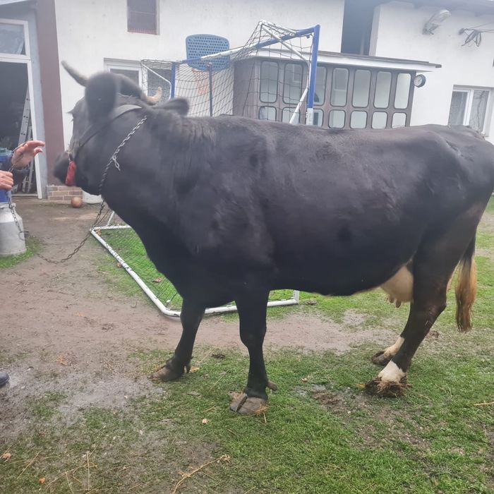 Vaca romaneasca , gestanta in 7 luni si la a 7 fatare .