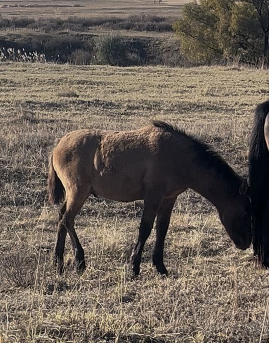 Еркек ургашы жабагы сатылады