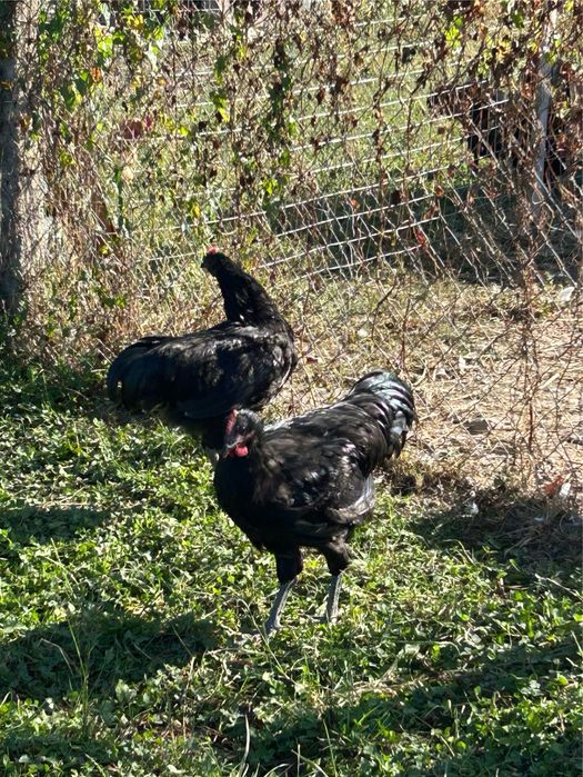 Vand cocosi de rasa Australorp