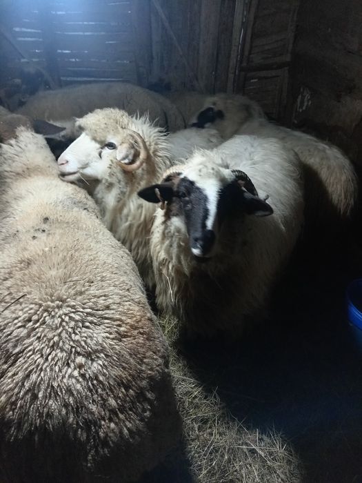 Oi breze și băle, bune