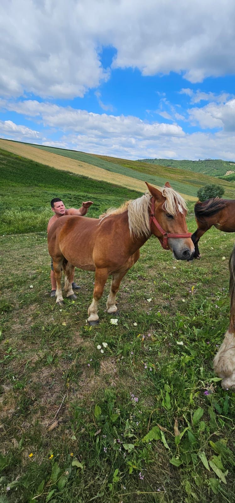 Armăsari de 1 an