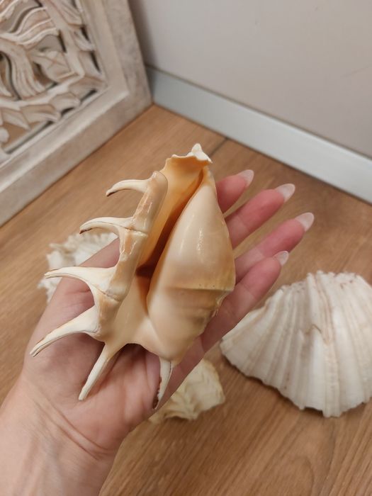 Scoici/ melci  de mare