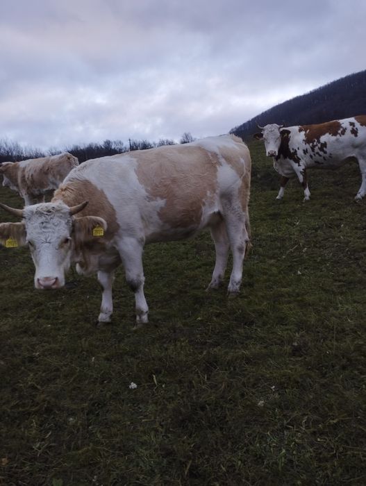 Vând juninci gestante