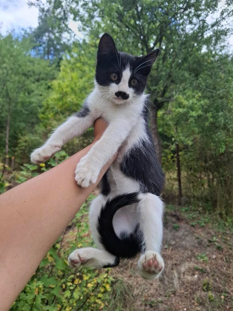 Спешно Подарявам котенца