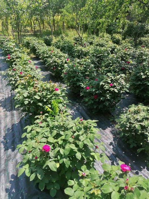 Vând butași de trandafiri dulceață