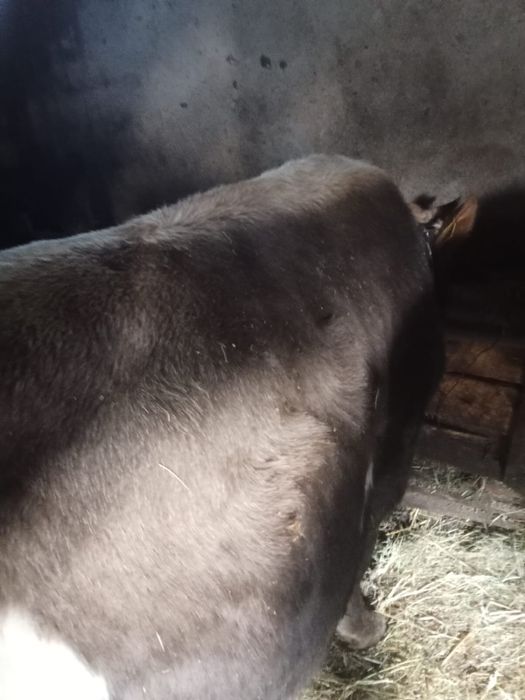 Vand tauras brun frumos