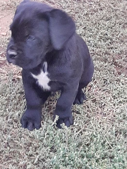 Mascul cane corso 2 luni