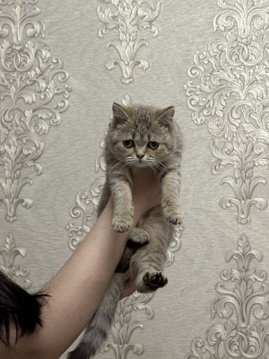 Британский котенок