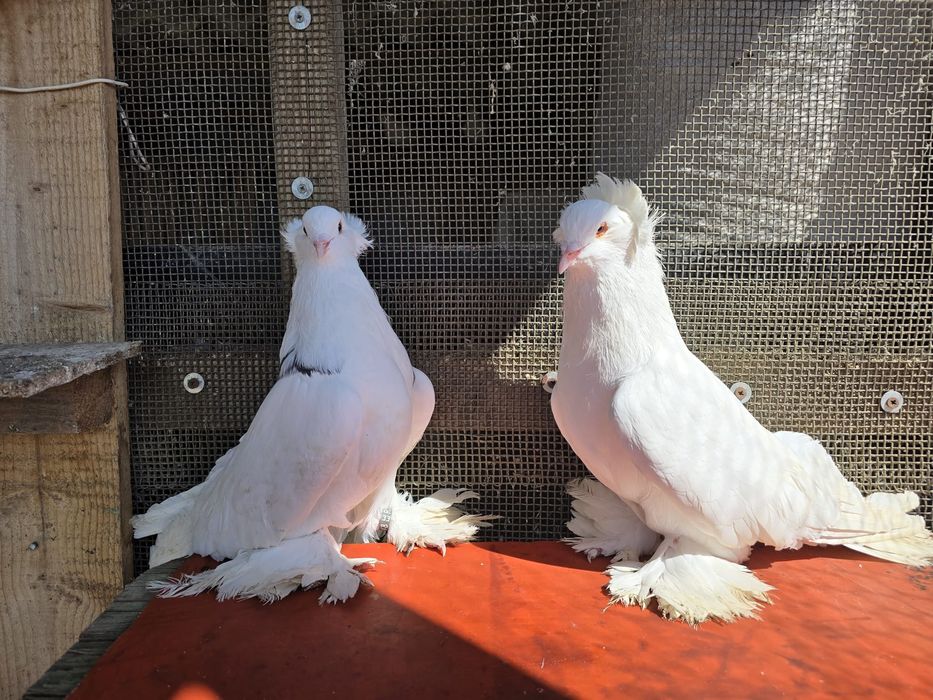 Pereche porumbei maghiari