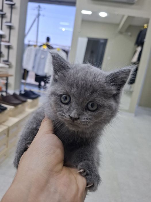 Scottish Fold britan 2 ayliq