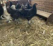 Vand/ Schimb cocoși de Australorp Negru