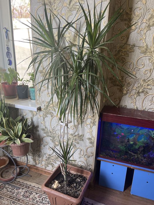 Продается цветы для офиса и дома квартир и т.д